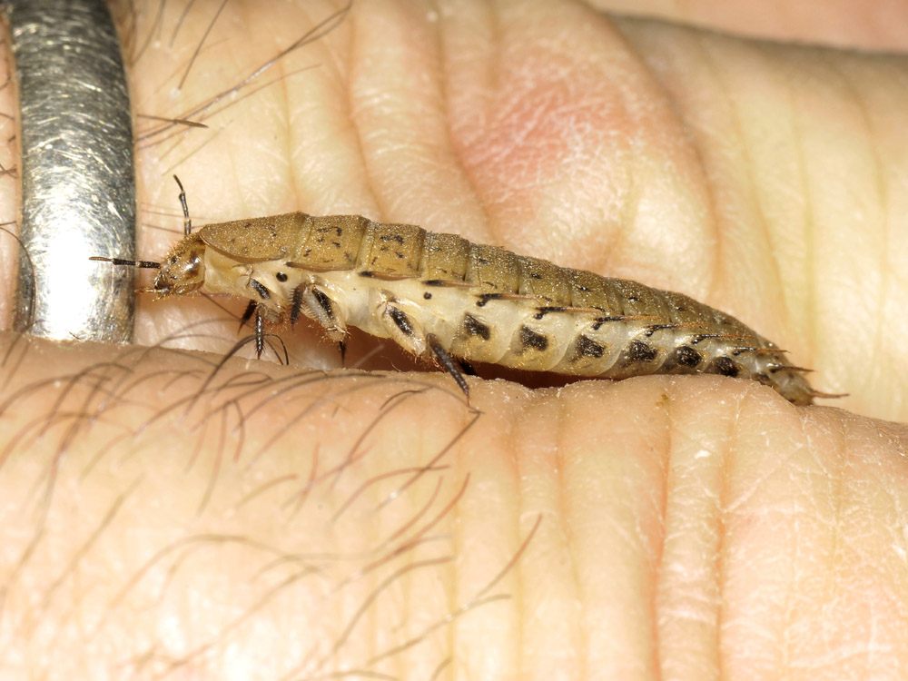 Larva di Carabidae? no, di Silphidae: Silpha obscura